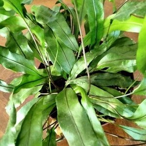 May include: A green fern plant with long, narrow leaves growing in a brown pot. The plant is in focus, and the background is blurred.