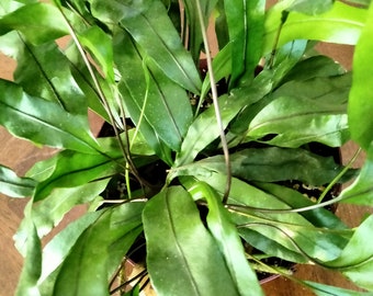 Kangaroo Paw Fern - Microsorum Diversifolium