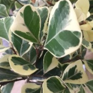 May include: Close-up of a Ficus triangularis plant with variegated leaves. The leaves are heart-shaped, with a mix of green and creamy white colors. The plant's stems are visible, and the overall image is well-lit.