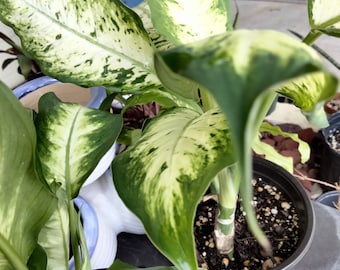 Dieffenbachia (Dumbcane) Plant