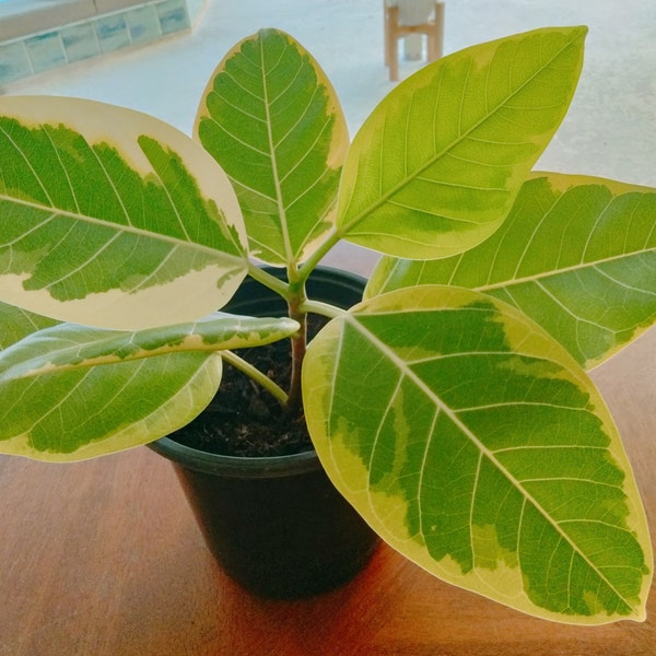 Ficus - Ficus Altissima 'Yellow Gem' - Asian Council Tree