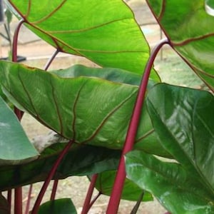 Elephant Ear 'Hawaiian Punch' Colocasia Esculenta Taro image 1