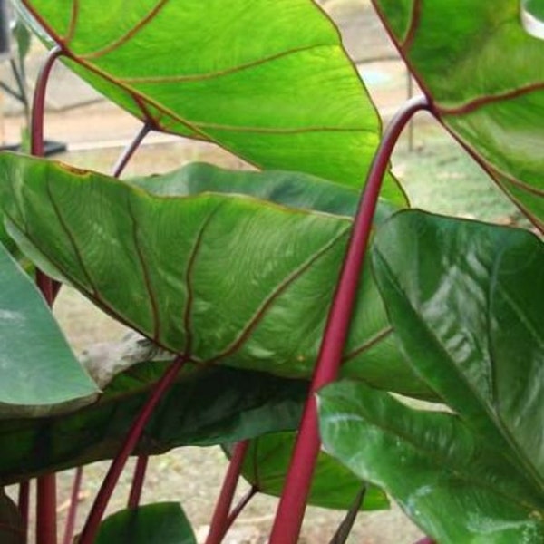 Elephant Ear 'Hawaiian Punch' - Colocasia Esculenta (Taro)