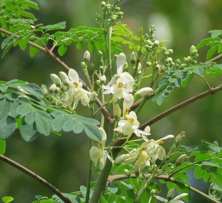 Moringa Oleifera - Tree of Life - Miracle Tree - Ben Oil Tree