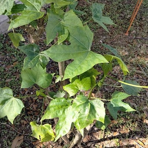 Chaya Cnidoscolus Aconitifolius Chaya, aka 'Mayan Tree Spinach' or 'Mexican Tree Spinach' Edible image 9