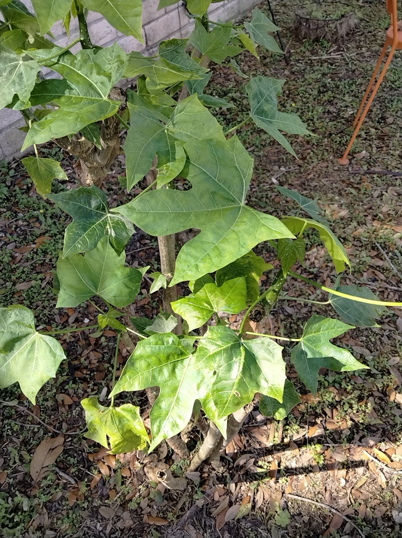 Chaya Cnidoscolus Aconitifolius Chaya, aka 'Mayan Tree Spinach' or 'Mexican Tree Spinach' Edible image 9