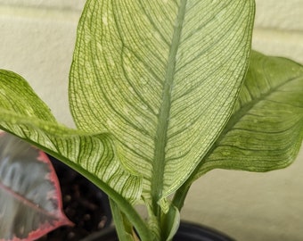 Dieffenbachia 'Camouflage' Plant (Rare) - Dieffenbachia - Araceae