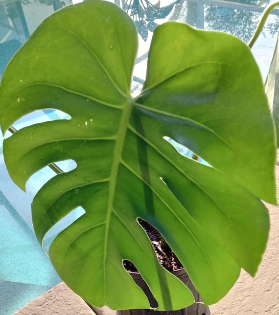 Monstera Deliciosa - Swiss Cheese - Araceae - Starter Plant (rooted) - Etsy