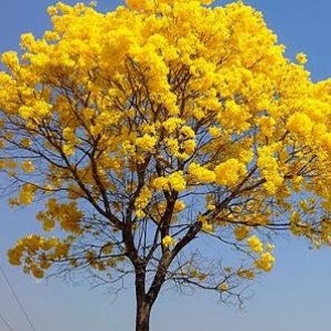 Tabebuia Tree Seedling - The Gold Tree - Golden Trumpet Tree (Yellow)