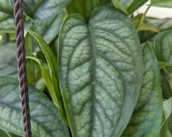 Monstera Siltepecana - Silver Monstera