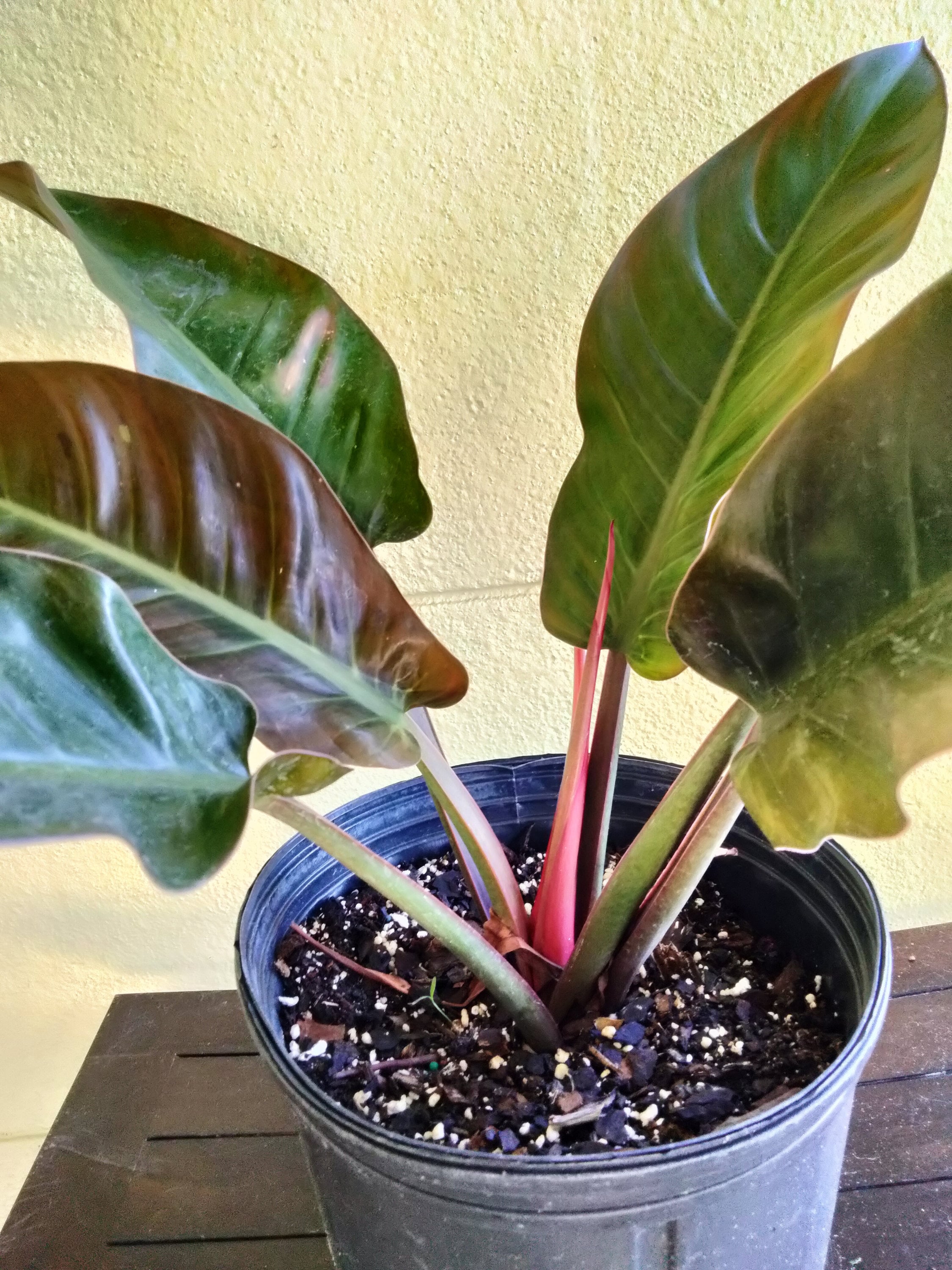 フィロデンドロン・レッドコンゴ/ Philodendron Red Congo⑤ Philodendron 'Red Congo' Variegated TC Plantlet – RPF Labs