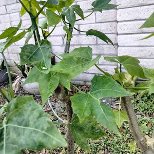 Chaya Cnidoscolus Aconitifolius Chaya, aka 'Mayan Tree Spinach' or 'Mexican Tree Spinach' Edible image 2