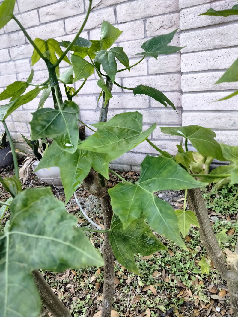 Chaya Cnidoscolus Aconitifolius Chaya, aka 'Mayan Tree Spinach' or 'Mexican Tree Spinach' Edible image 2