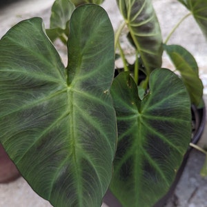 Elephant Ear 'Hawaiian Punch' Colocasia Esculenta Taro image 9