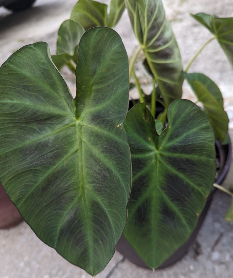 Elephant Ear 'Hawaiian Punch' Colocasia Esculenta Taro image 9