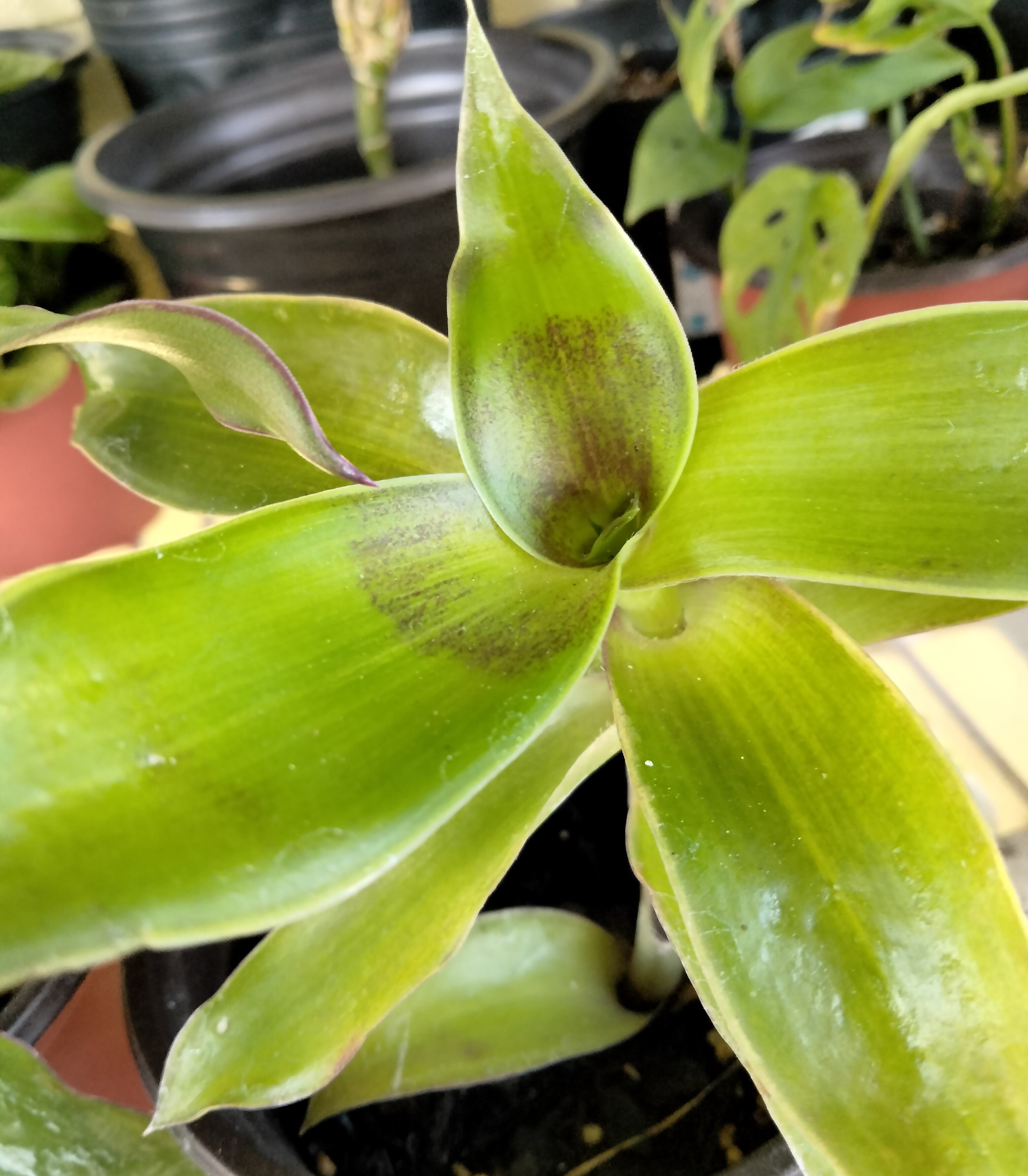 Callisia Fragrans - Basket Plant - Inch Plant - Chain Plant - Etsy