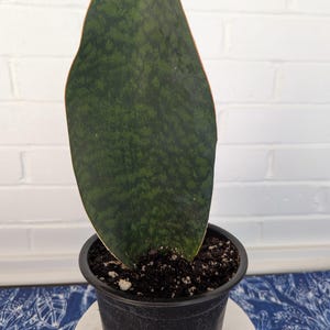 Sansevieria Ghost - Etsy