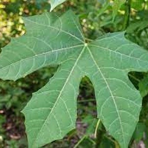 Chaya Cnidoscolus Aconitifolius Chaya, aka 'Mayan Tree Spinach' or 'Mexican Tree Spinach' Edible image 5