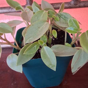 May include: A small houseplant with light green, oval-shaped leaves in a teal-colored plastic pot. The plant has multiple stems and is placed on a wooden surface. The background is a blurred mix of pink and brown.