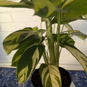 Calathea Lubbersiana - Etsy