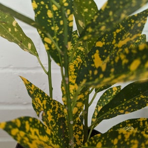 Dracaena Gold Dust - Surculosa - Spotted Dracaena - Florida Beauty - Etsy  Denmark