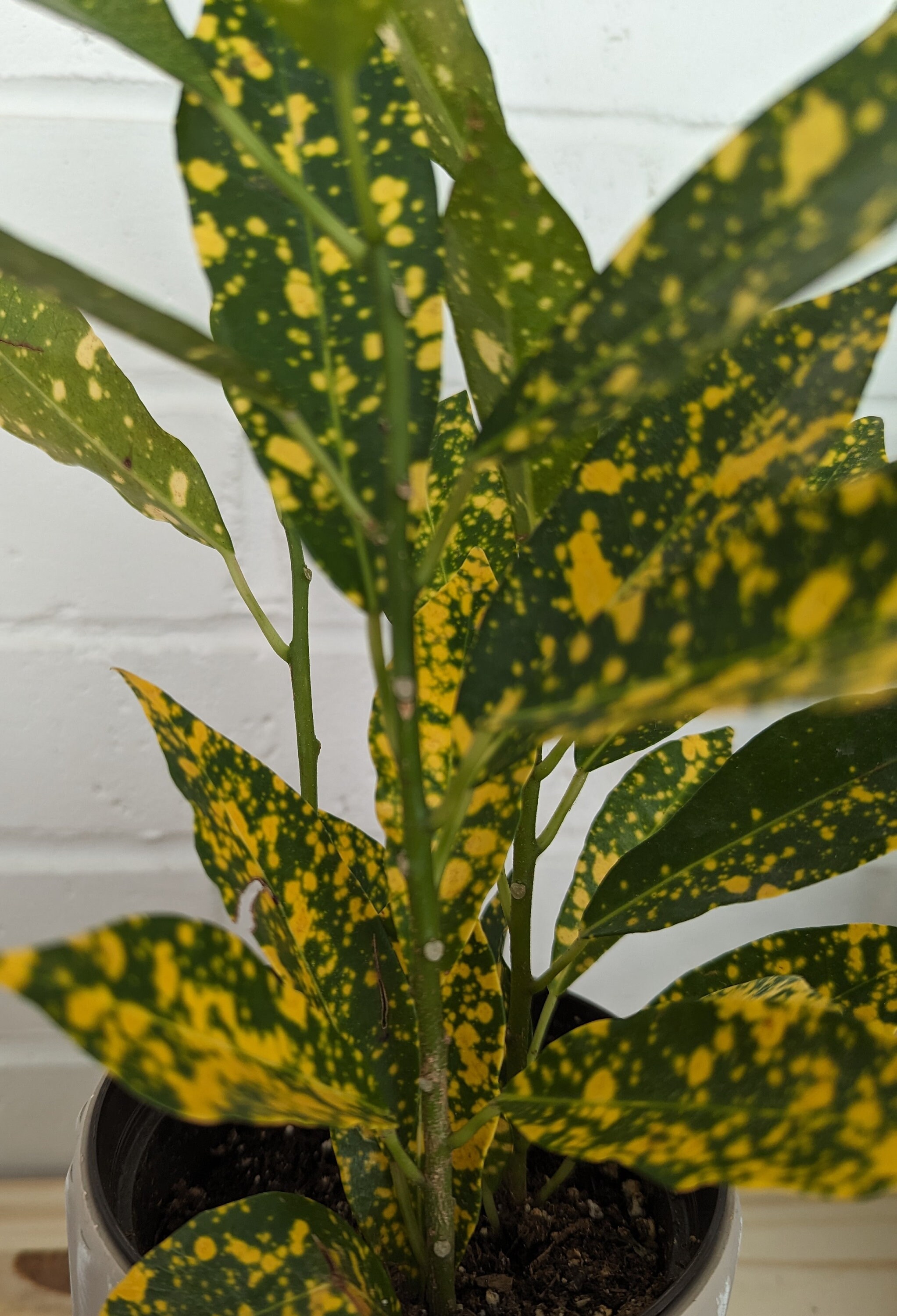 indoor large planter Napa Pot main image 1