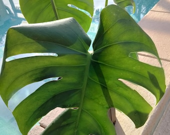 Philodendron - Monstera Deliciosa - Swiss Cheese Plant (Fully Rooted)