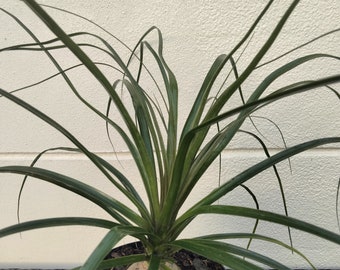 Ponytail Palm - Beaucarnea Recurvata