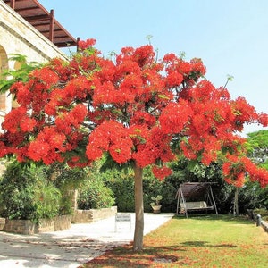 Flamboyant - Flamboyan - Royal Poinciana - Delonix Regia - Flame Tree (Live Plant - Red Flowers)