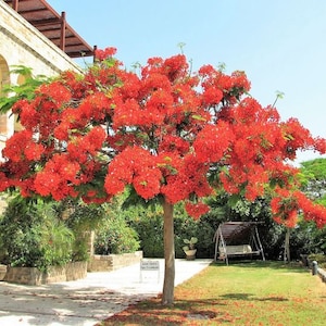 Flamboyant - Flamboyan - Royal Poinciana - Delonix Regia - Flame Tree - Seedling - Red Flowers