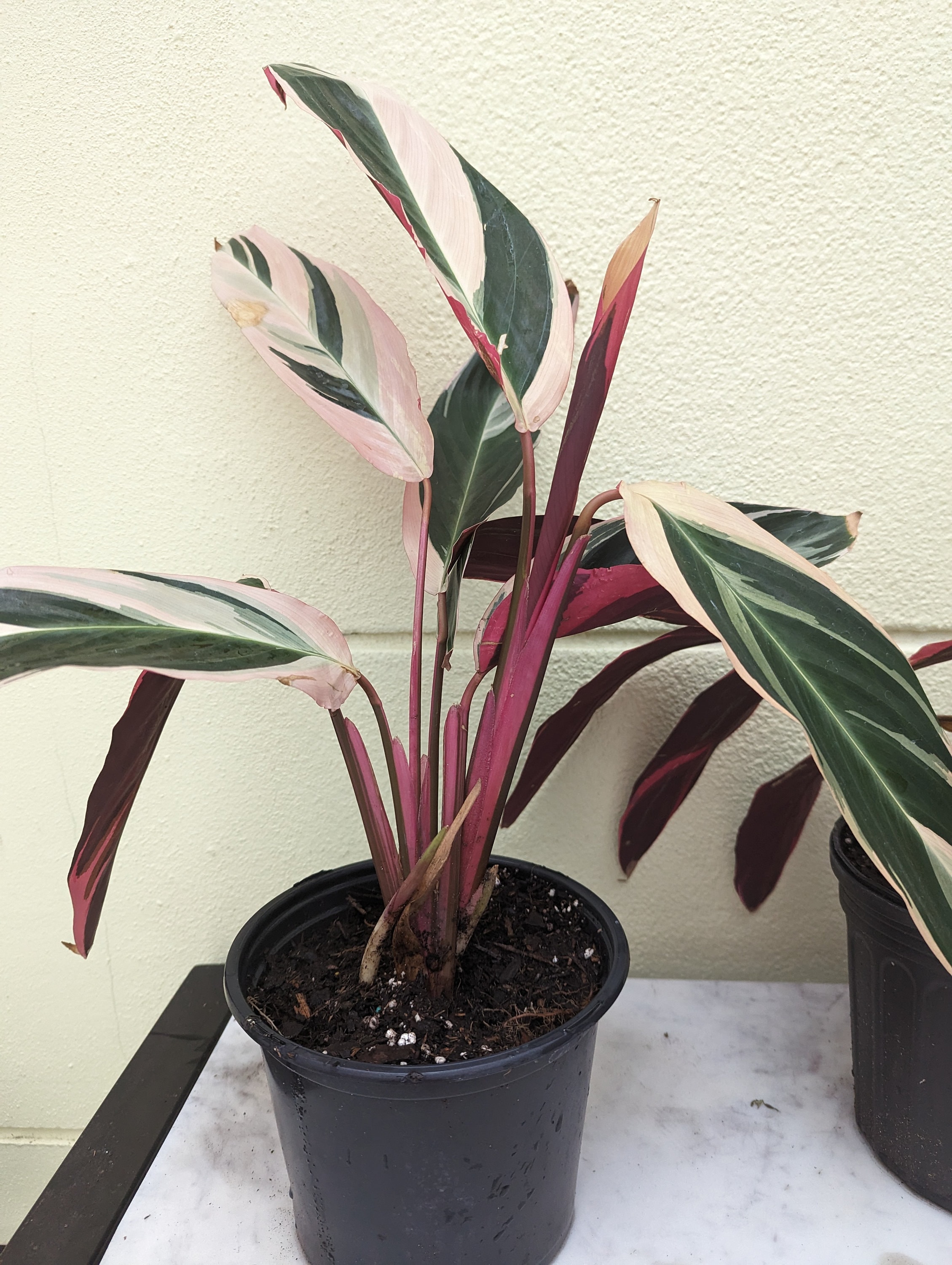 Triostar Stromanthe - Stromanthe Sanguinea - Stromanthe Thalia - Tricolor  Ginger - Etsy