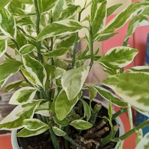 May include: A potted plant with green and white variegated leaves. The plant has multiple stems and is in a clear plastic pot. The leaves have a distinctive pattern of green and white, creating a visually appealing contrast.