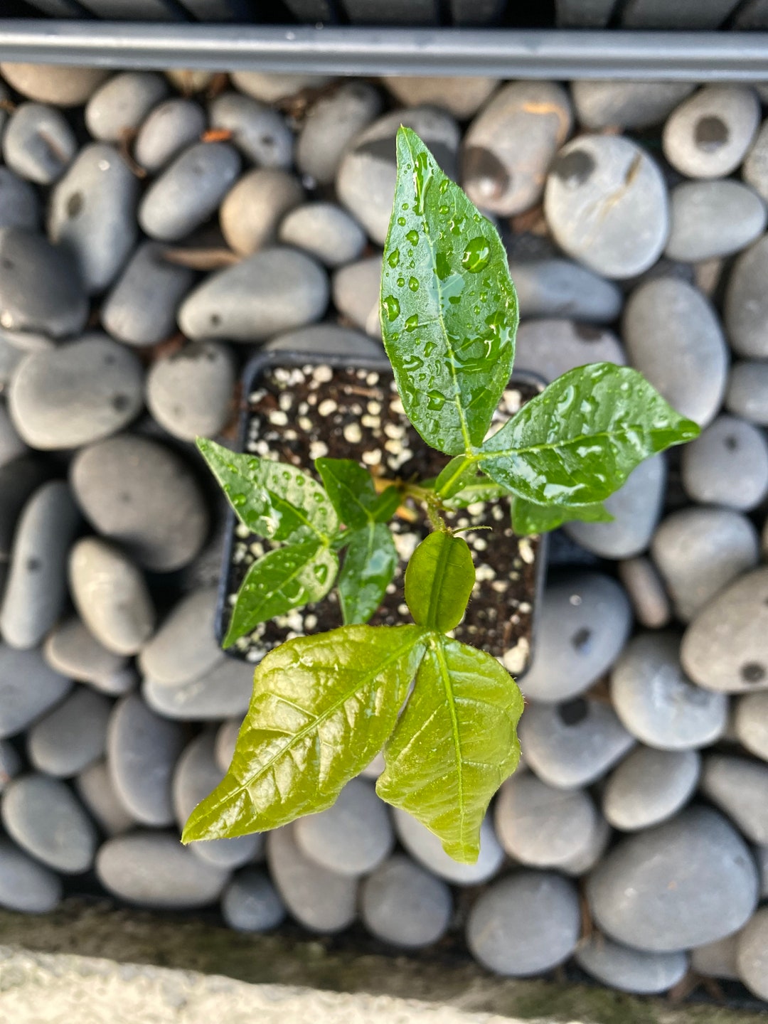 Inga Feuillei Ice Cream Bean Seedling Etsy