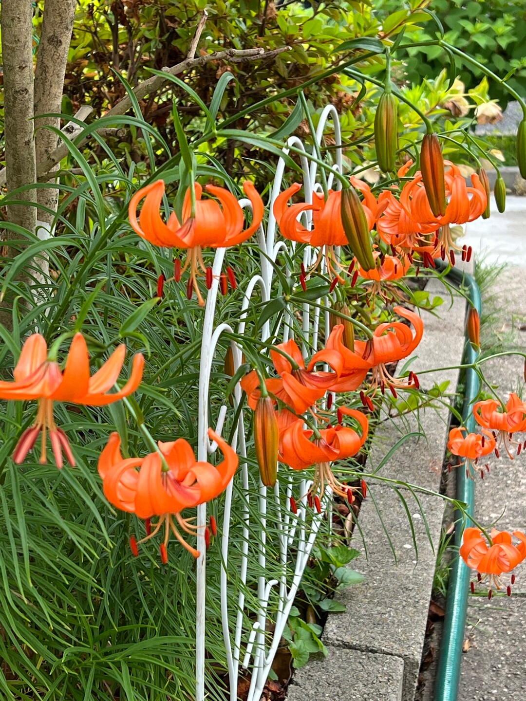 4 Organic Tiger Lily Bulbs Oriental Edible Lily Perennial Etsy