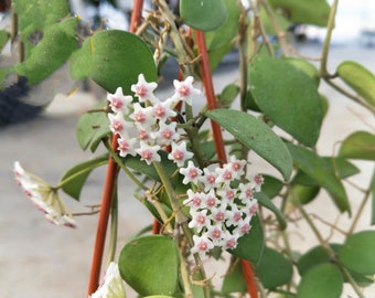 Hoya nummularioides well rooted plant richly fragrant Hoya  Shipping  Free. 钱叶球兰