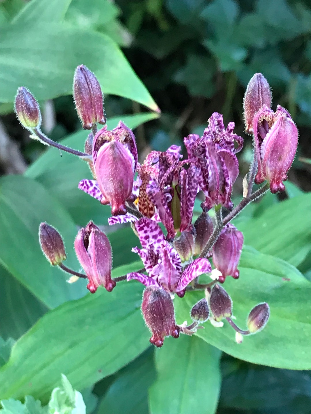 5 Toad Lily Roots Perennials for Zone 4 Shade Garden Free Shipping Etsy