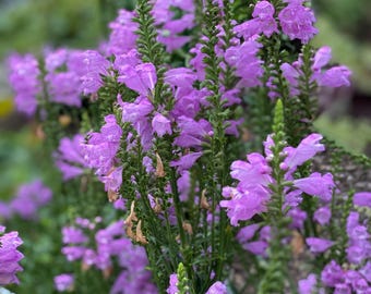 8 Pink Obedient stater Plants in 3 inches box Perennial will bloom in this fall
