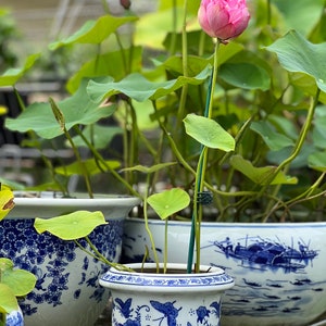 Tiny  lotus tuber 姬莲  mystery box random color Red ,pink,yellow,white,good for 3 inches + up cup,bowl, pot