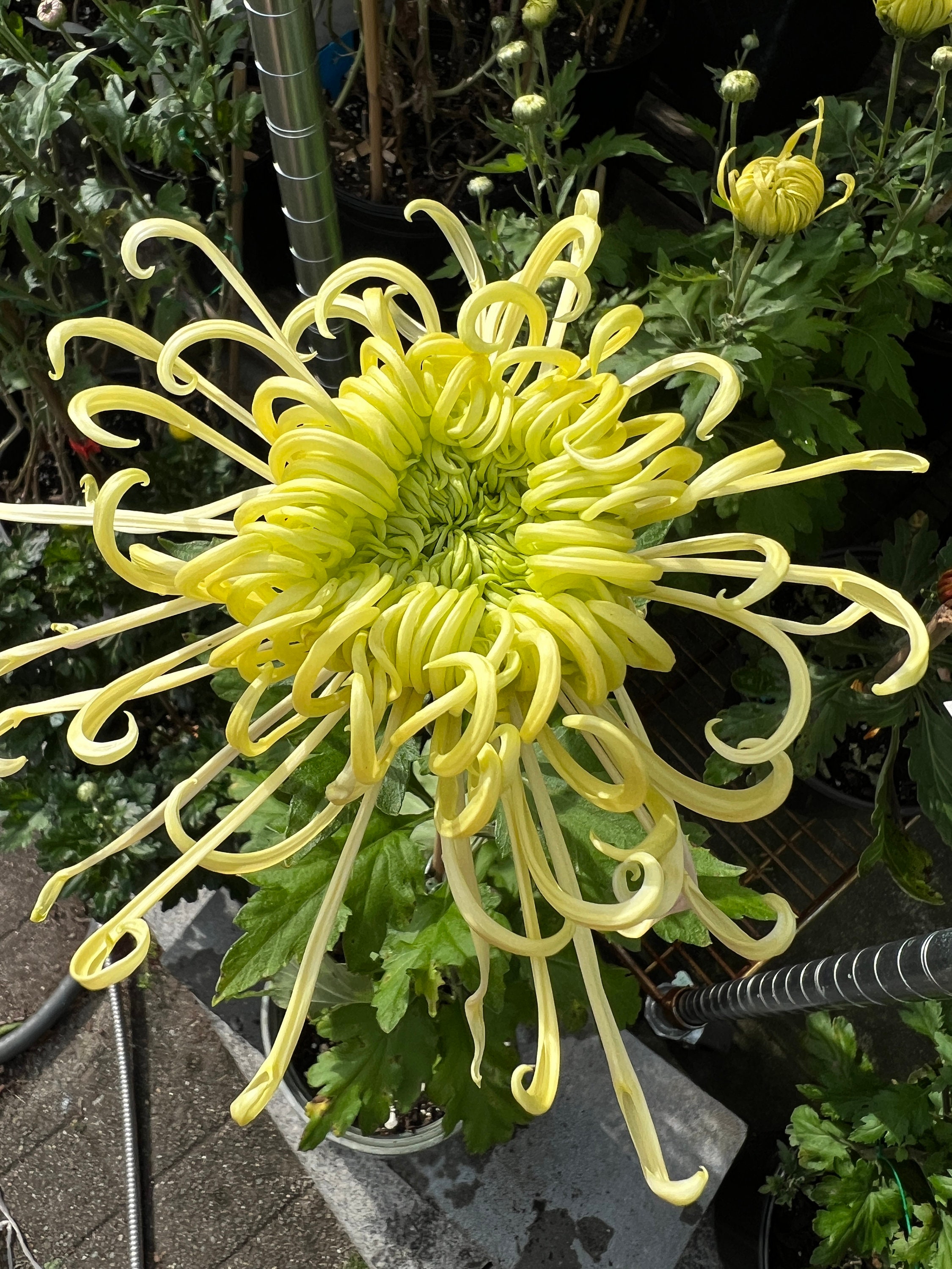 floating green chrysanthemum starter plant (request to buy at least 2 + chrysanthemum or other items in my list at the same time)