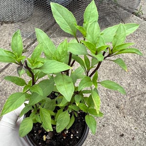May include: A potted Thai basil plant with vibrant green leaves and dark purple stems. The plant is in a black plastic pot, held by a gloved hand. The background is a concrete surface and a wire mesh fence.