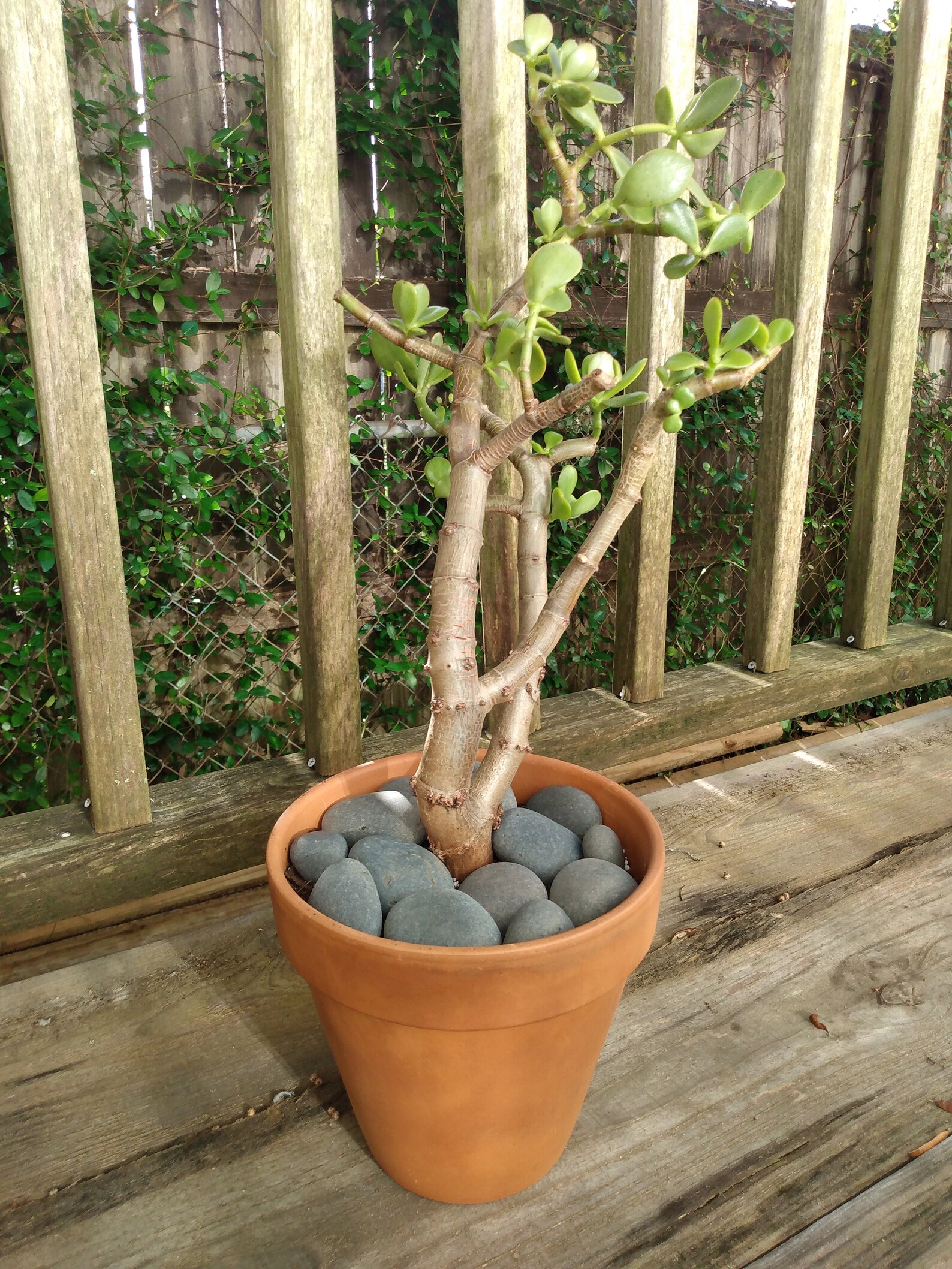 Large Jade Plant in Terracotta Pot Etsy