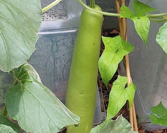 Semillas de calabaza de botella