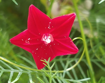 Red Cypress Vine Flower Seeds, Vining Red Flowers Seeds, Climbing plant flowers seeds, Tropical Flowers seeds, Red Tropical flowers seeds