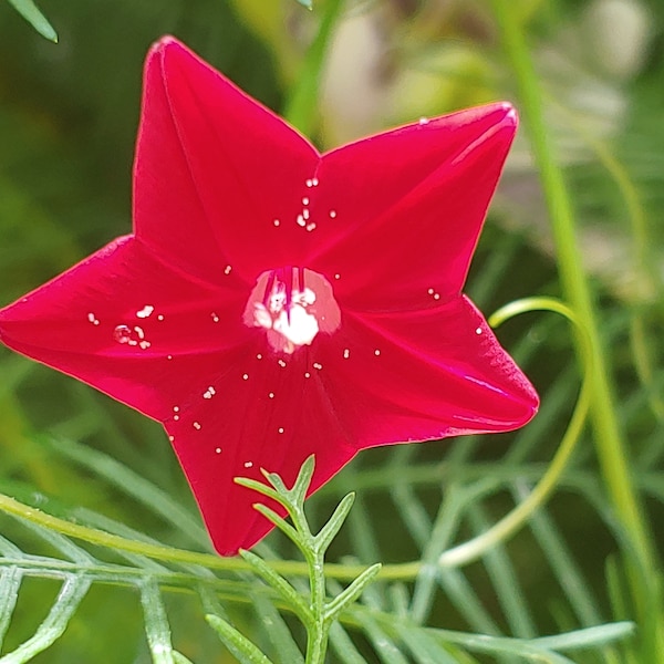 Red Cypress Vine Flower Seeds, Vining Red Flowers Seeds, Climbing plant flowers seeds, Tropical Flowers seeds, Red Tropical flowers seeds