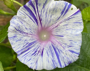 Blue Streaks Morning Glory Flower Seeds, Morning Glory Seeds, Climbing Flowers Seeds, Vining Flowers Seeds, Morning Glory Plant Seeds