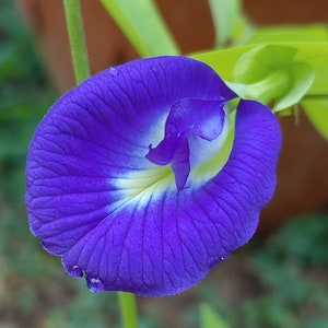 Puede incluir: Una vibrante flor de guisante de mariposa azul con una estructura distintiva en forma de embudo. Los pétalos exhiben un tono índigo profundo que transiciona hacia un centro blanco brillante y amarillo pálido. La superficie muestra venas finas.