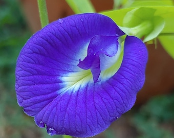 Butterfly Pea Flower Seeds