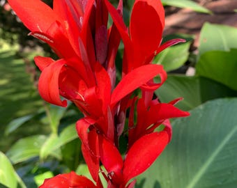 Live Canna Bulbs for 2026 Season Fresh 6 Feet Tall+  Bright Red Flowers and Bright Green Foliage-Attracts Hummingbirds-NO Chemicals