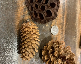 Nature Craft Kit Birch Feathers Bark Sticks Pinecones Sumac Milkweed for Centerpieces Wreaths Gnomes Nests Fairy Gardens