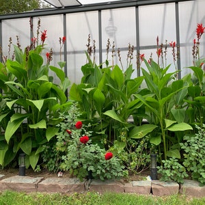 May include: A vibrant garden bed featuring lush green foliage and striking red flowers. The plants are arranged in front of a greenhouse with a clear, corrugated plastic roof. The scene is framed by a stone border and a grassy lawn.